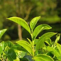 Green tea extract ingredient